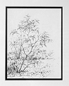 Garden Sumac, 6.5x5 inches, graphite pencil, 2000